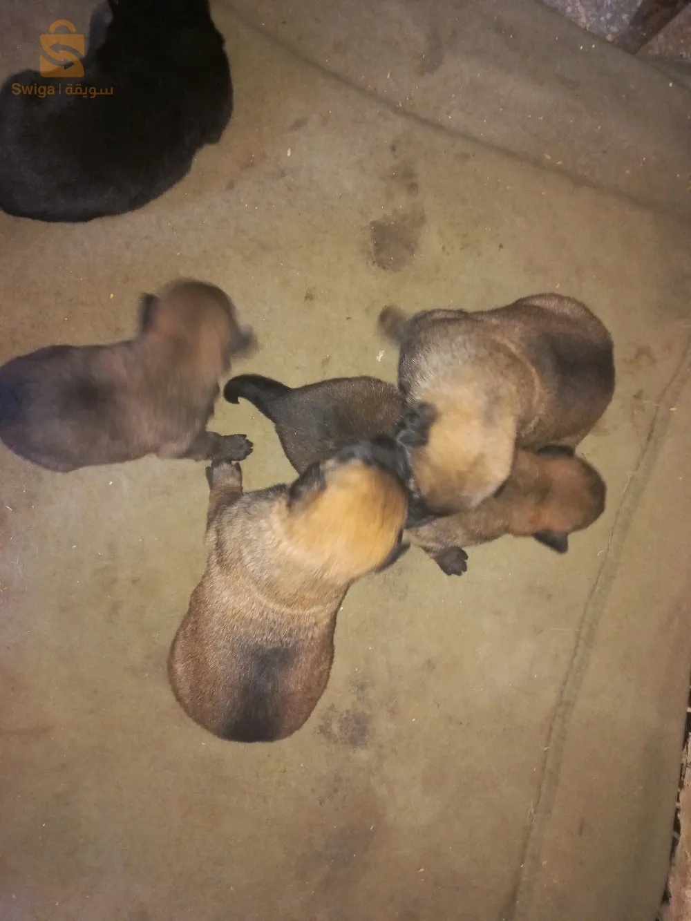 مالينوا ماسك نوار