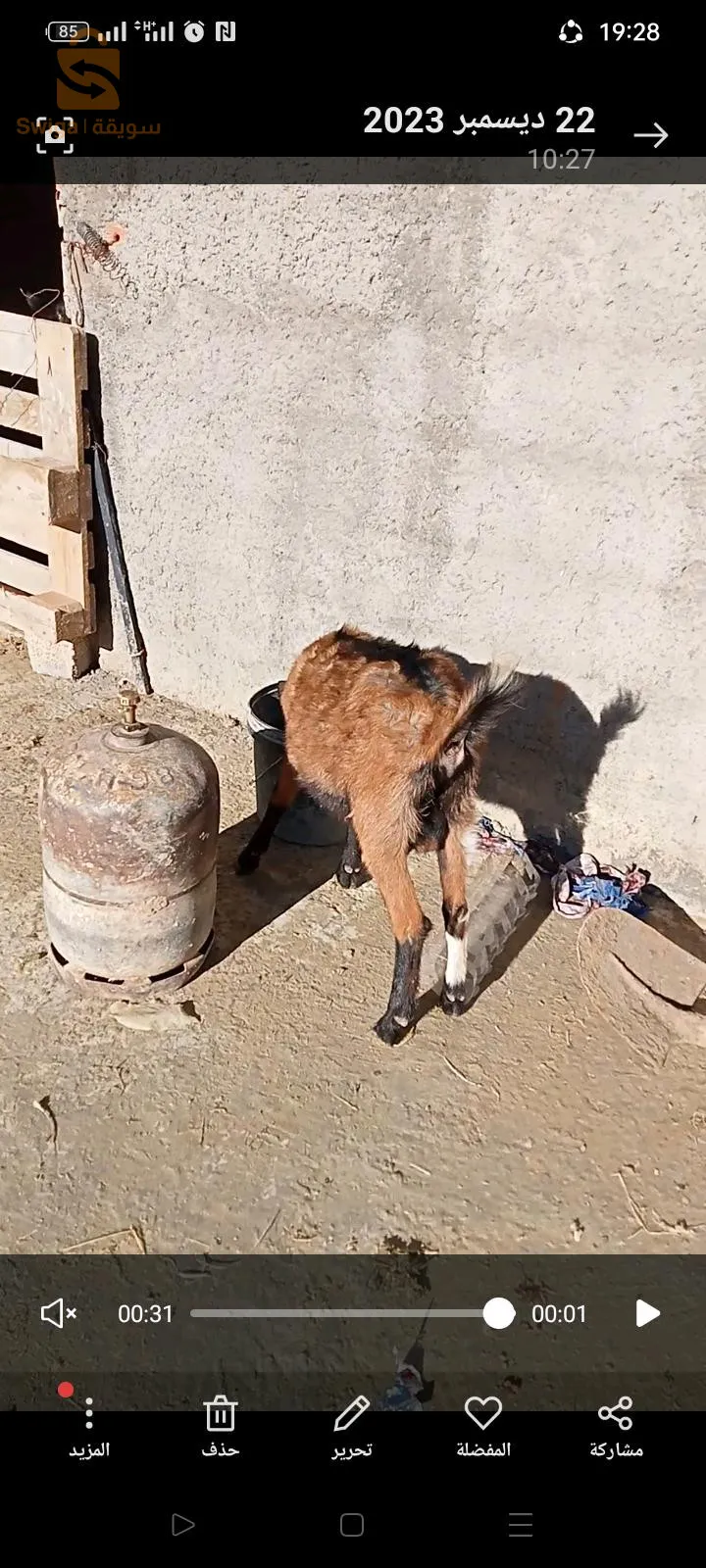 المدية
