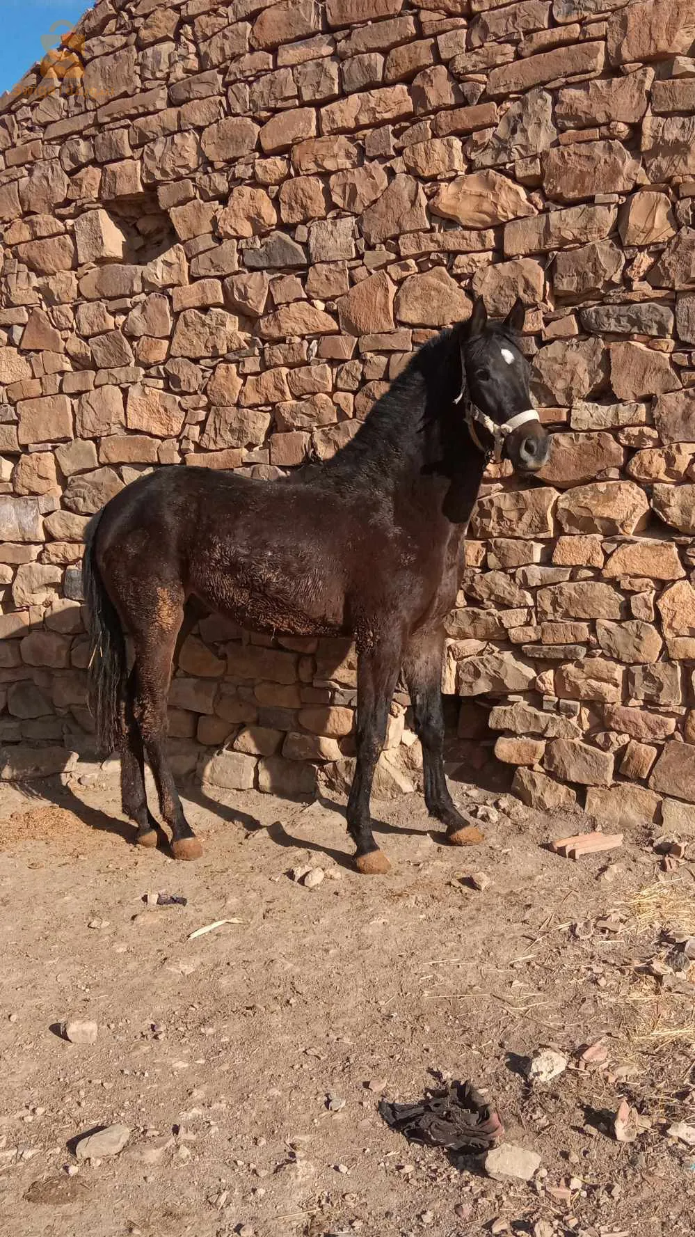 مهر للبيع 23شهر