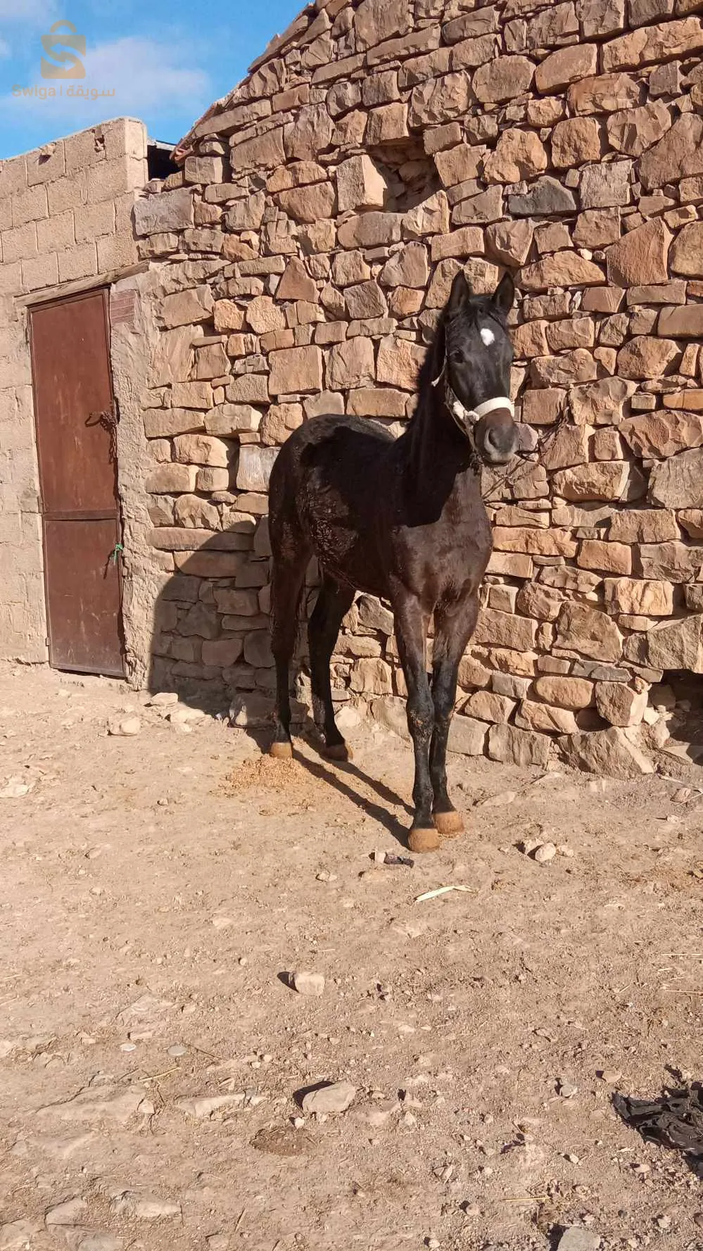 مهر للبيع 23شهر