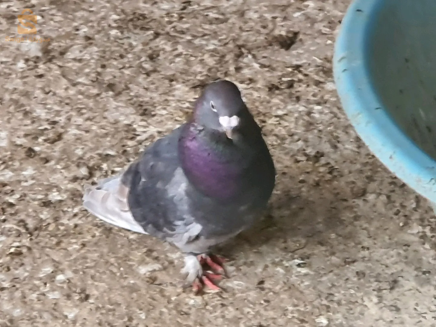 عين ولمان سطيف