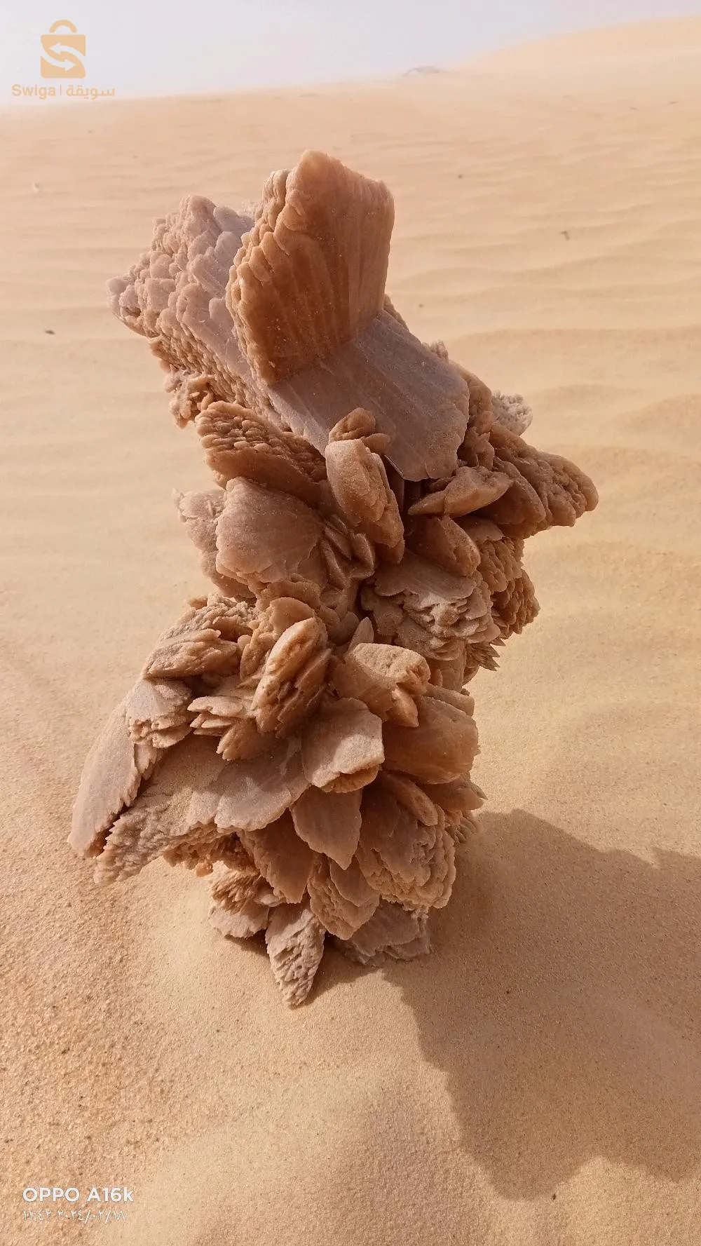 ورود الصحراء