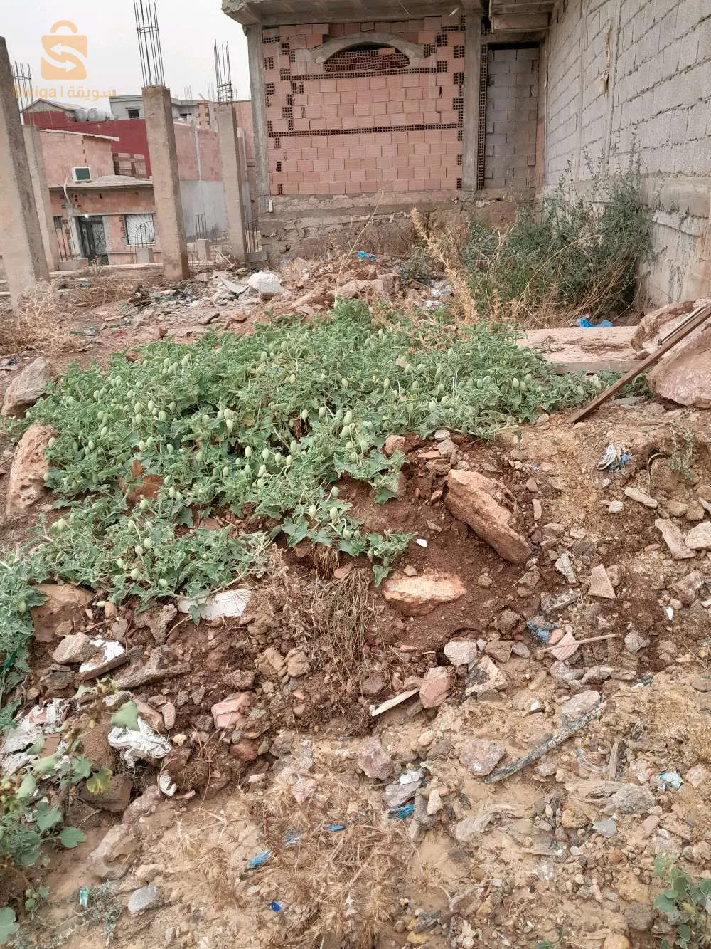بوجليدة