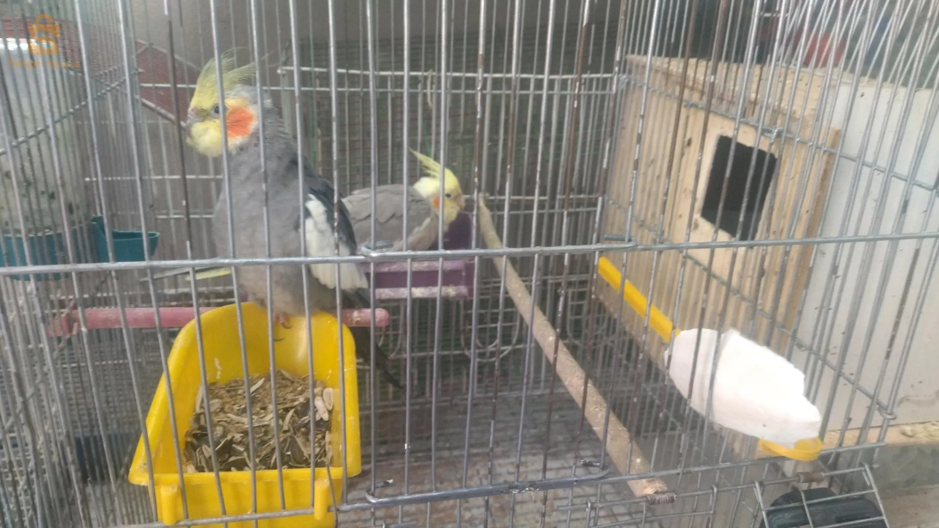 بيع كل الطيور والاسماك