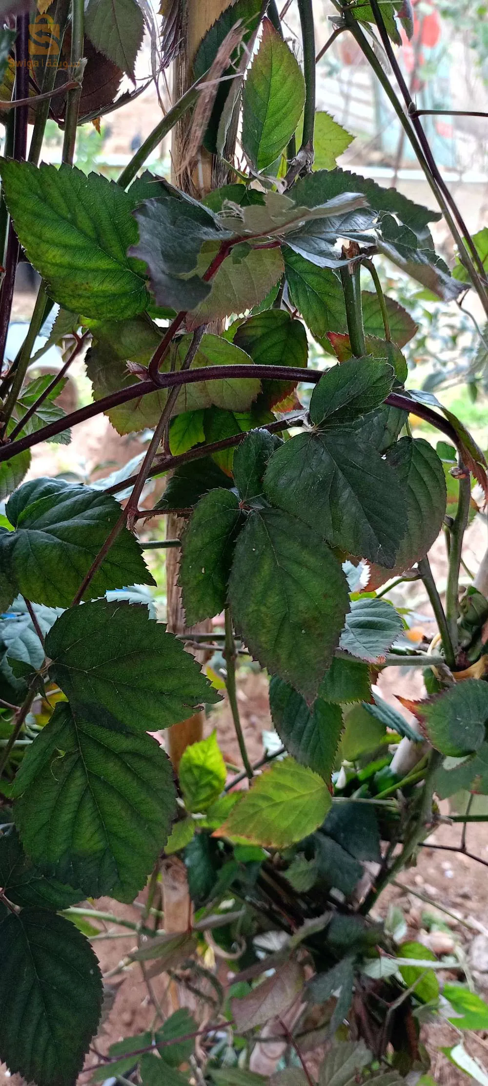 التوت البري