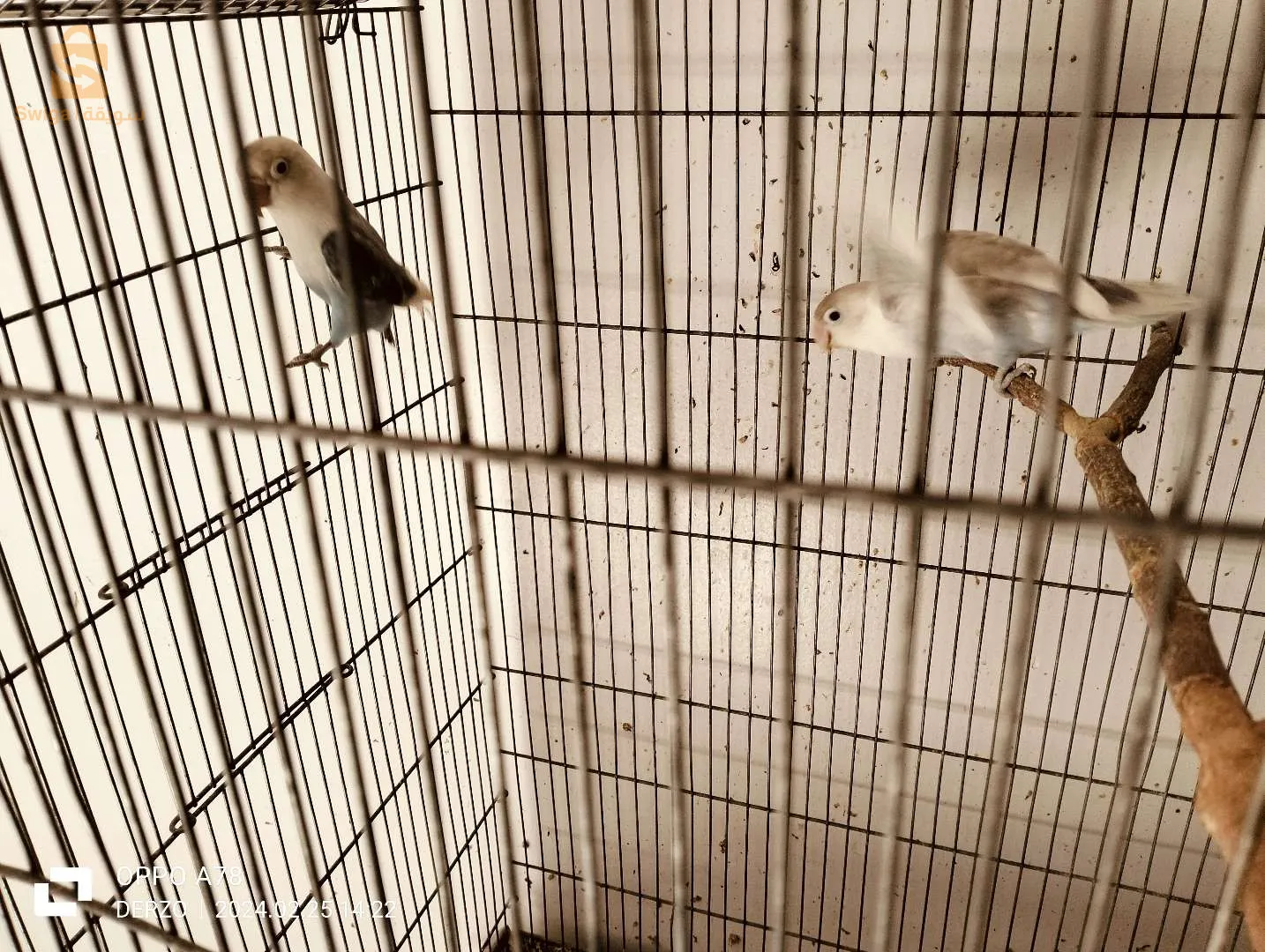 طيور البادجي والحب للبيع