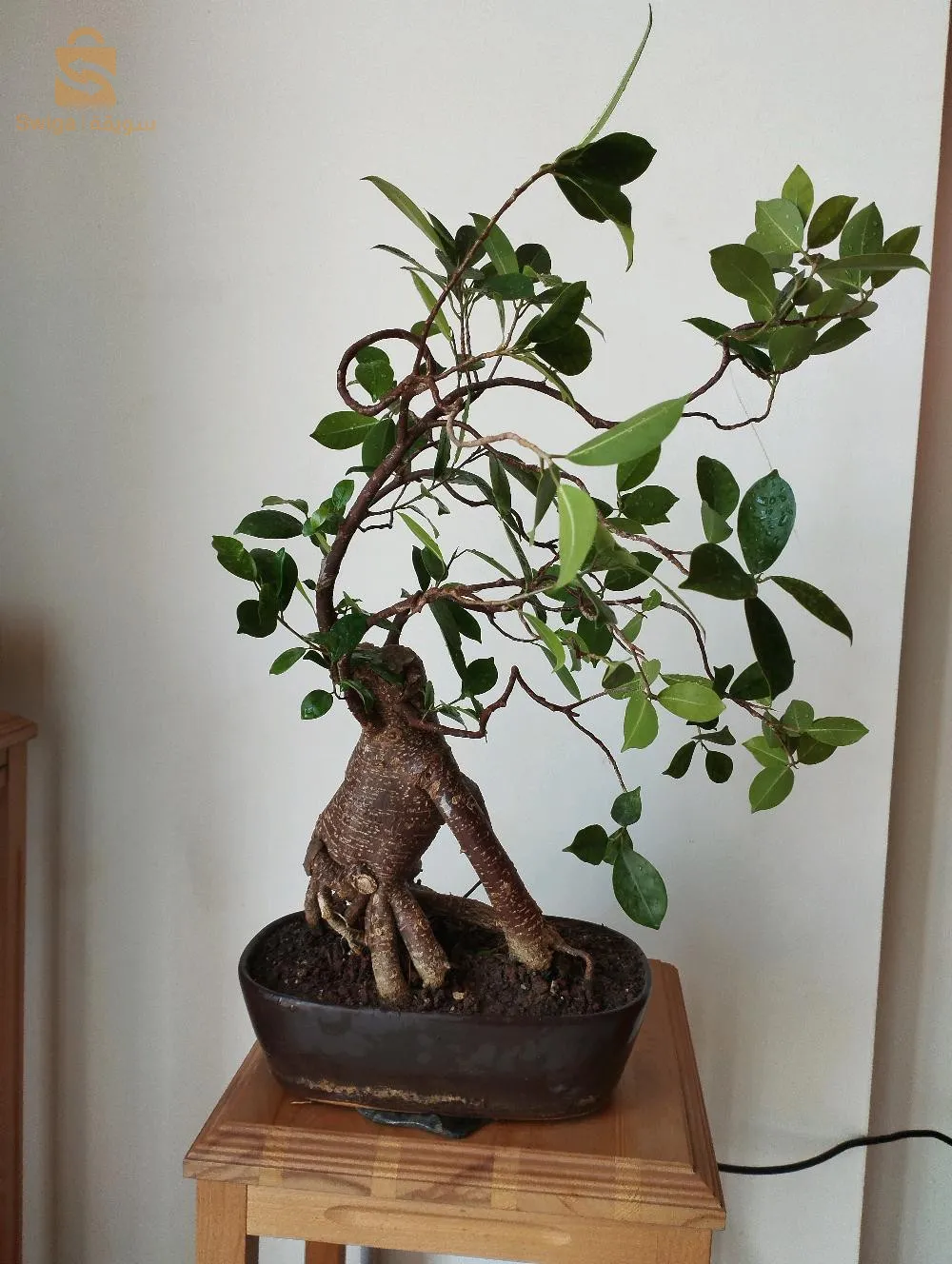 bonsaï ficus