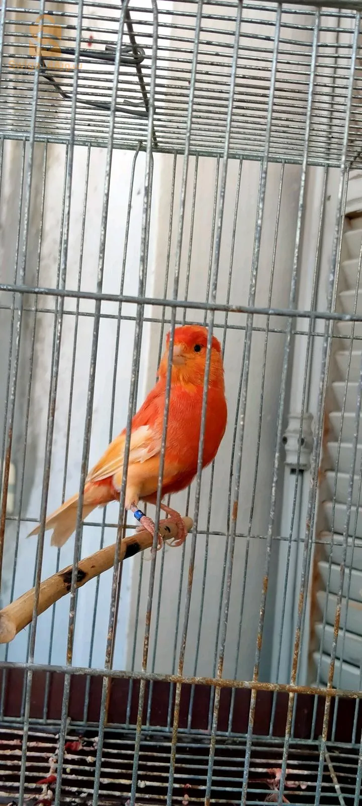 عنابة سيدي عمار