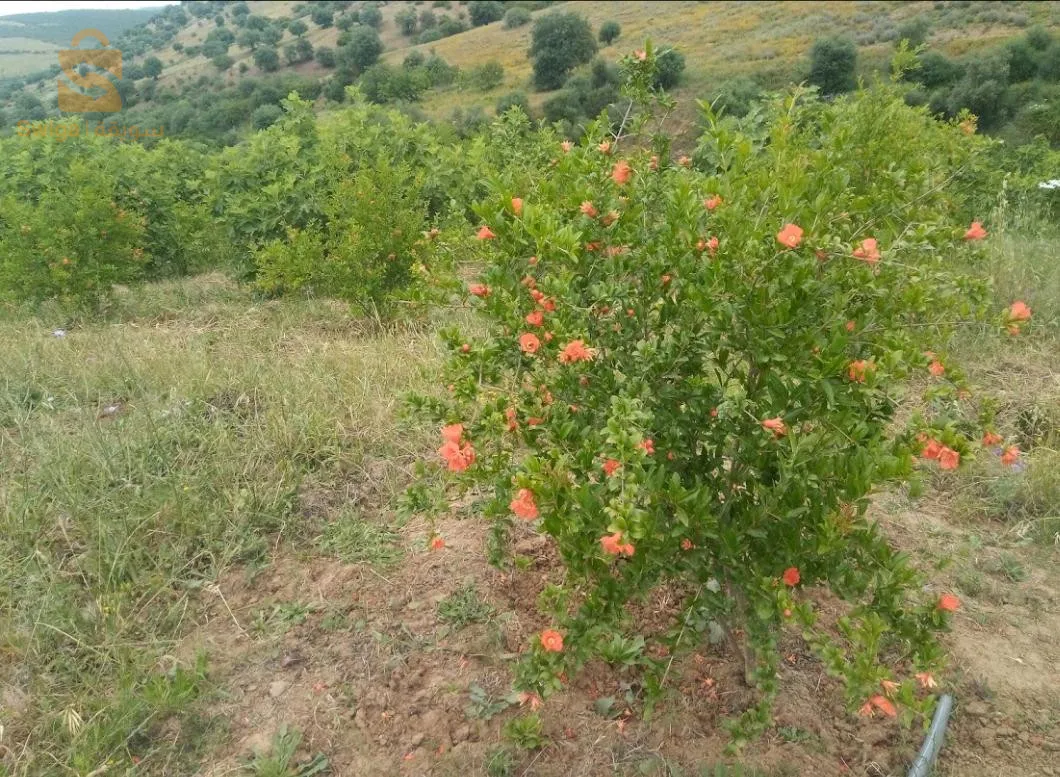 جنان كرموس و رمان بسعر جيد مرحبا بكم