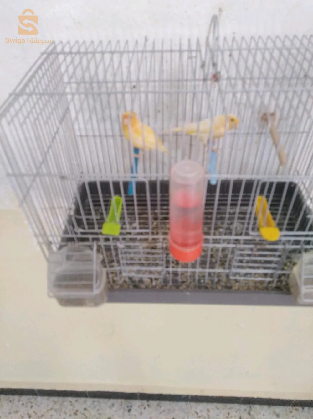 canari ordinaire wajedine heba