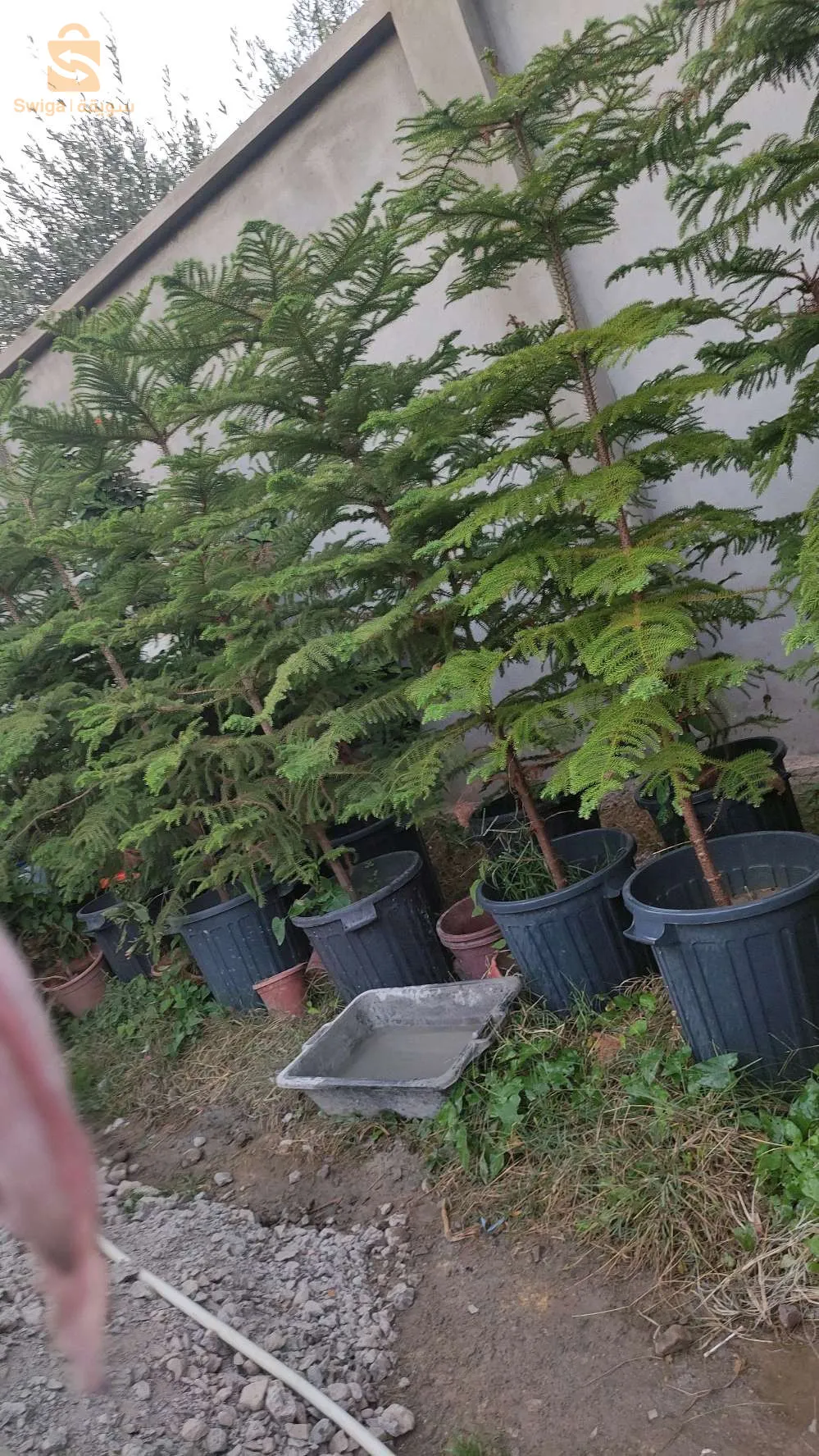 اشجار مثمرة وزينة