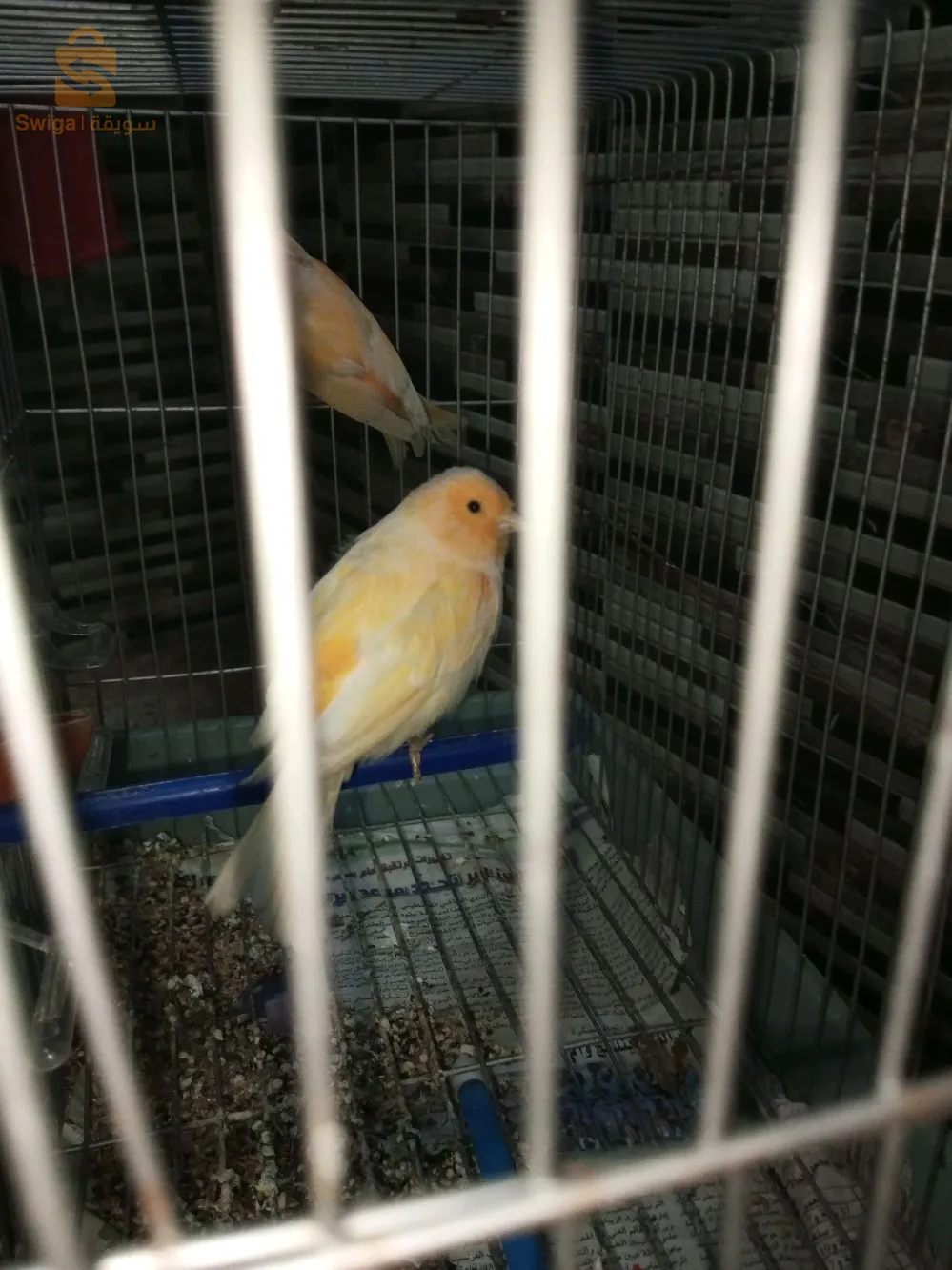 كناري للبيع