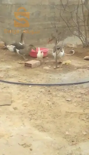وز عربي