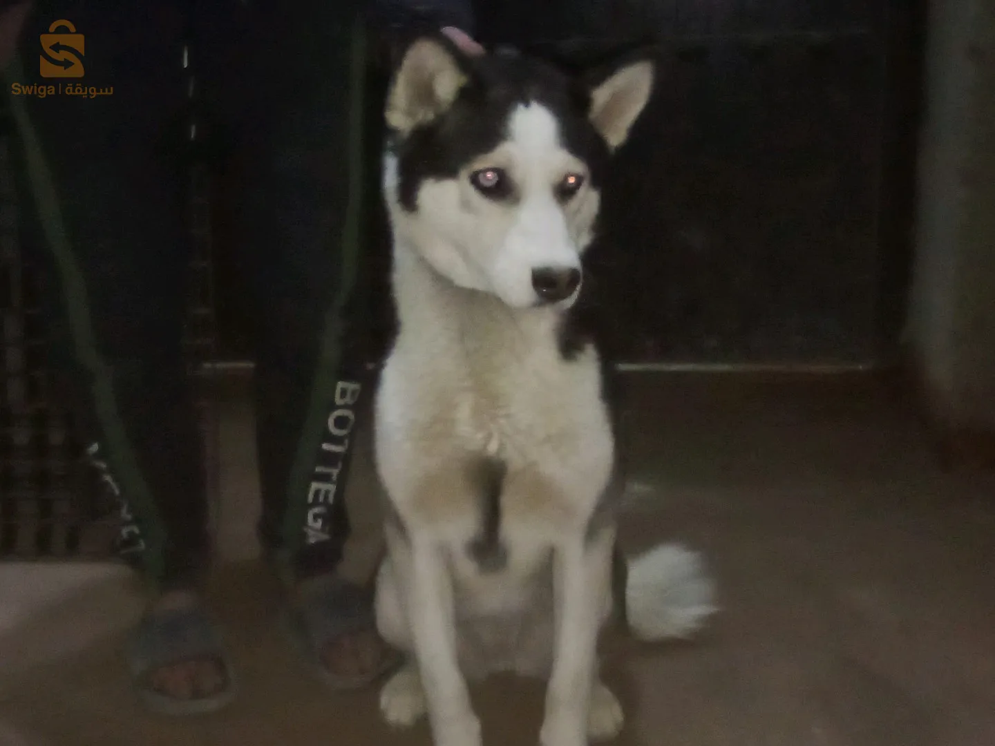 هاسكي في عمرو تسعة شعور