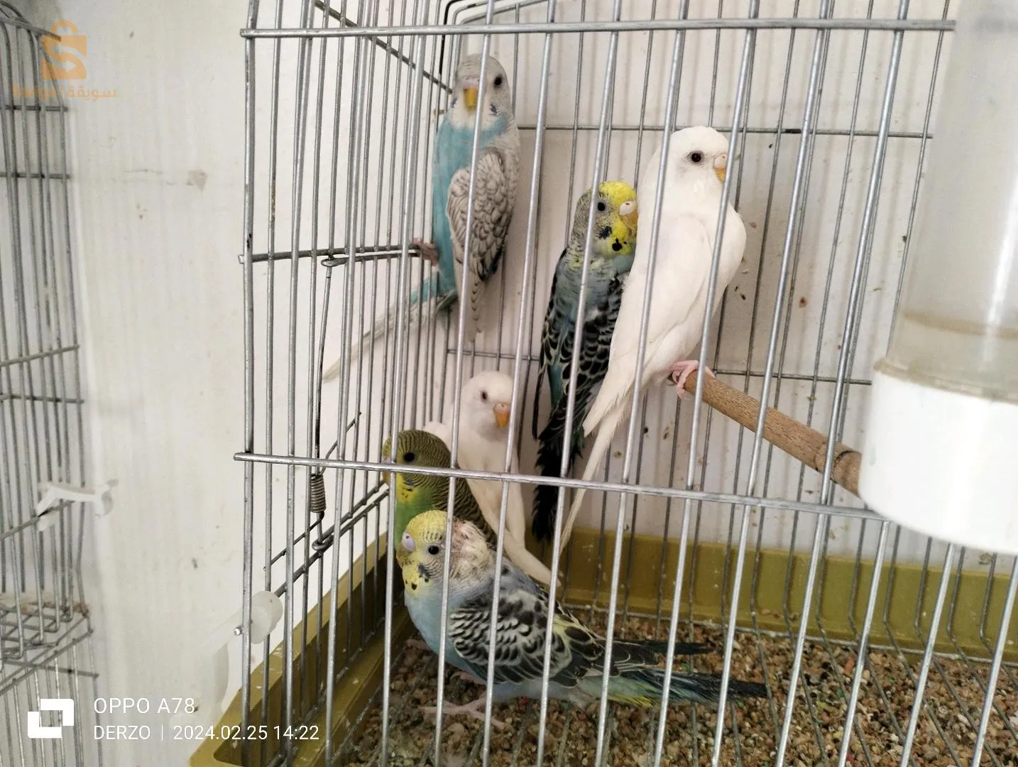 طيور البادجي والحب للبيع