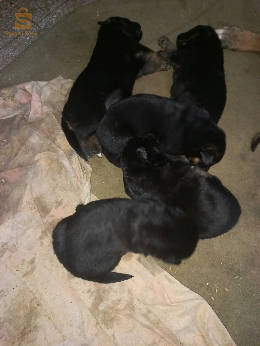 chiens Berger allemand