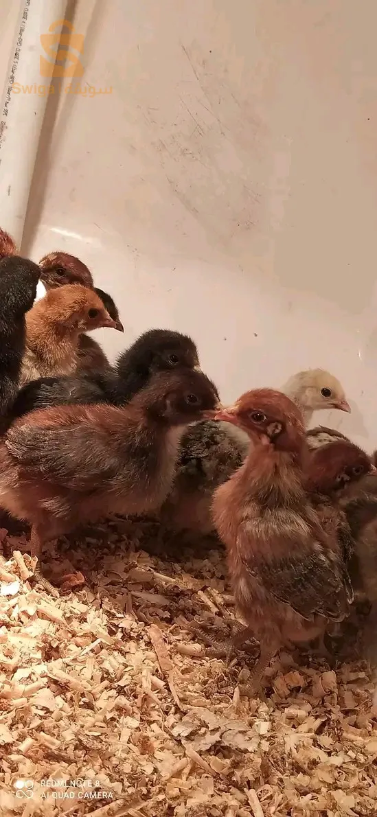 فلوس فيومي وعرب