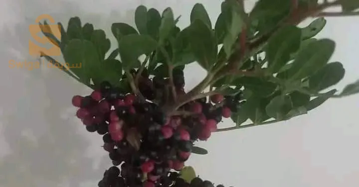 عين الدفلى خميس مليانة