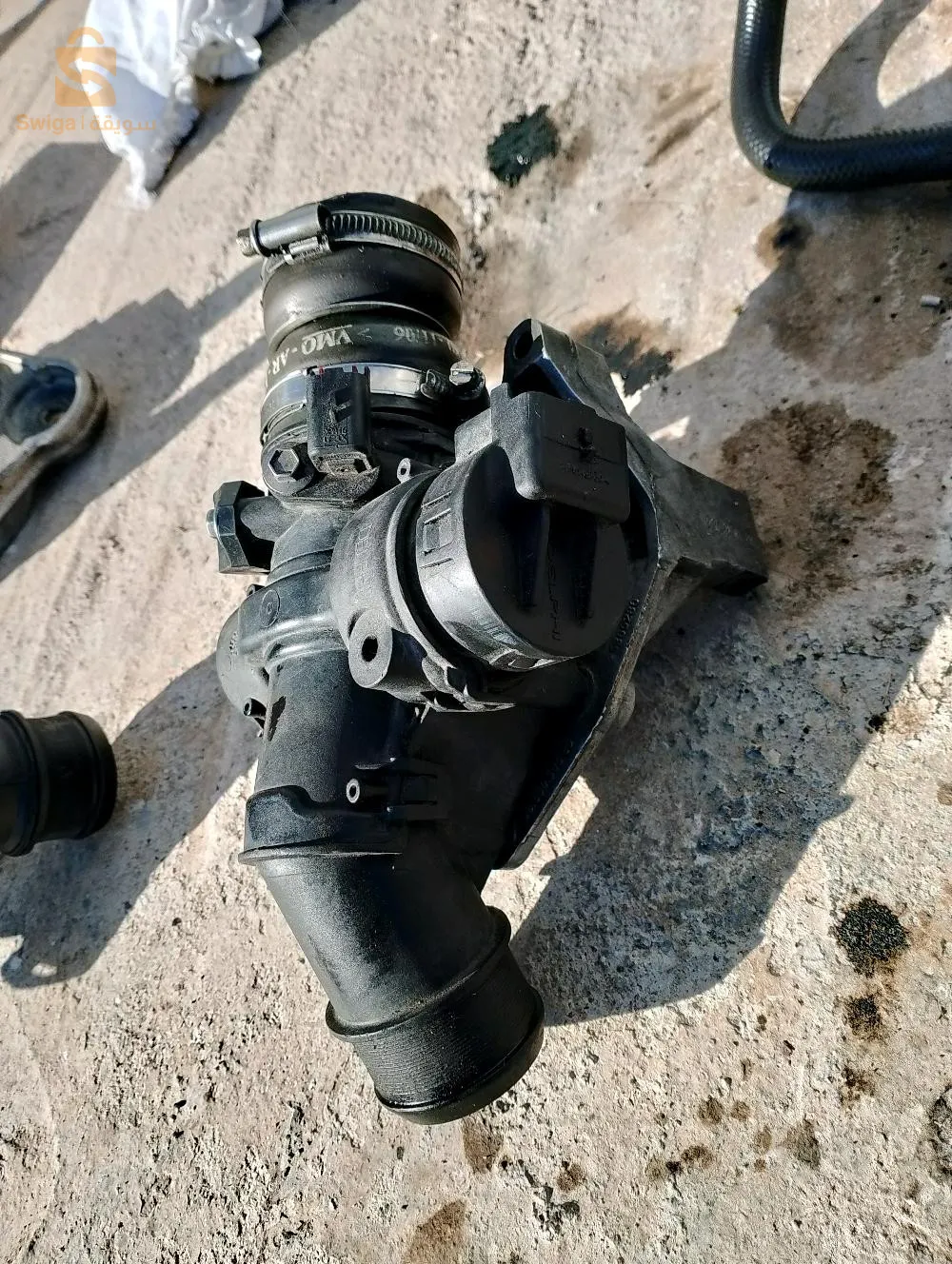 شلغوم العيد