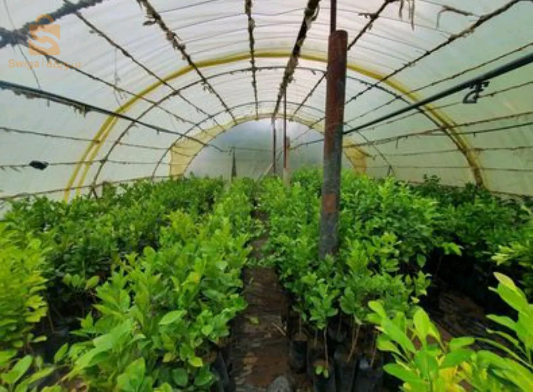 اشجار شجرة سلعة و سومة 
ليمون برتقال مندرين