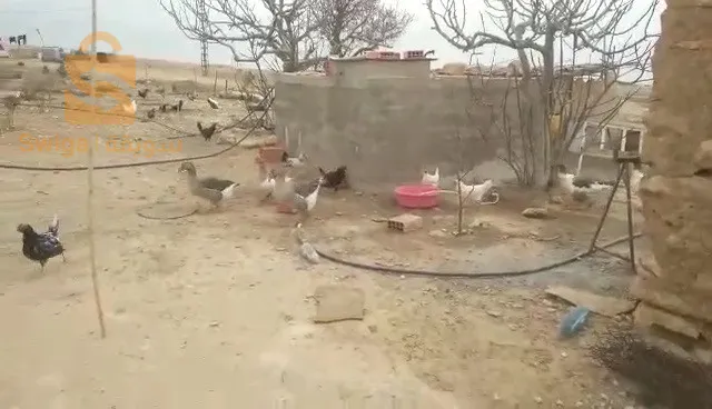وز عربي