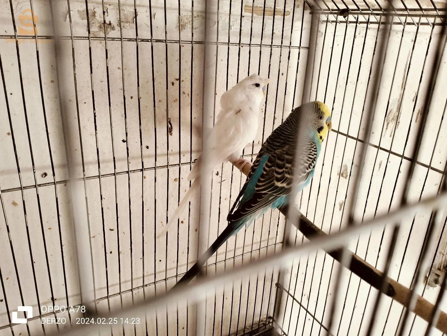 طيور البادجي والحب للبيع