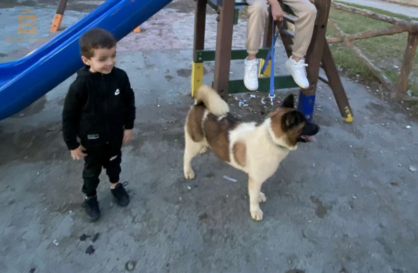 akita American