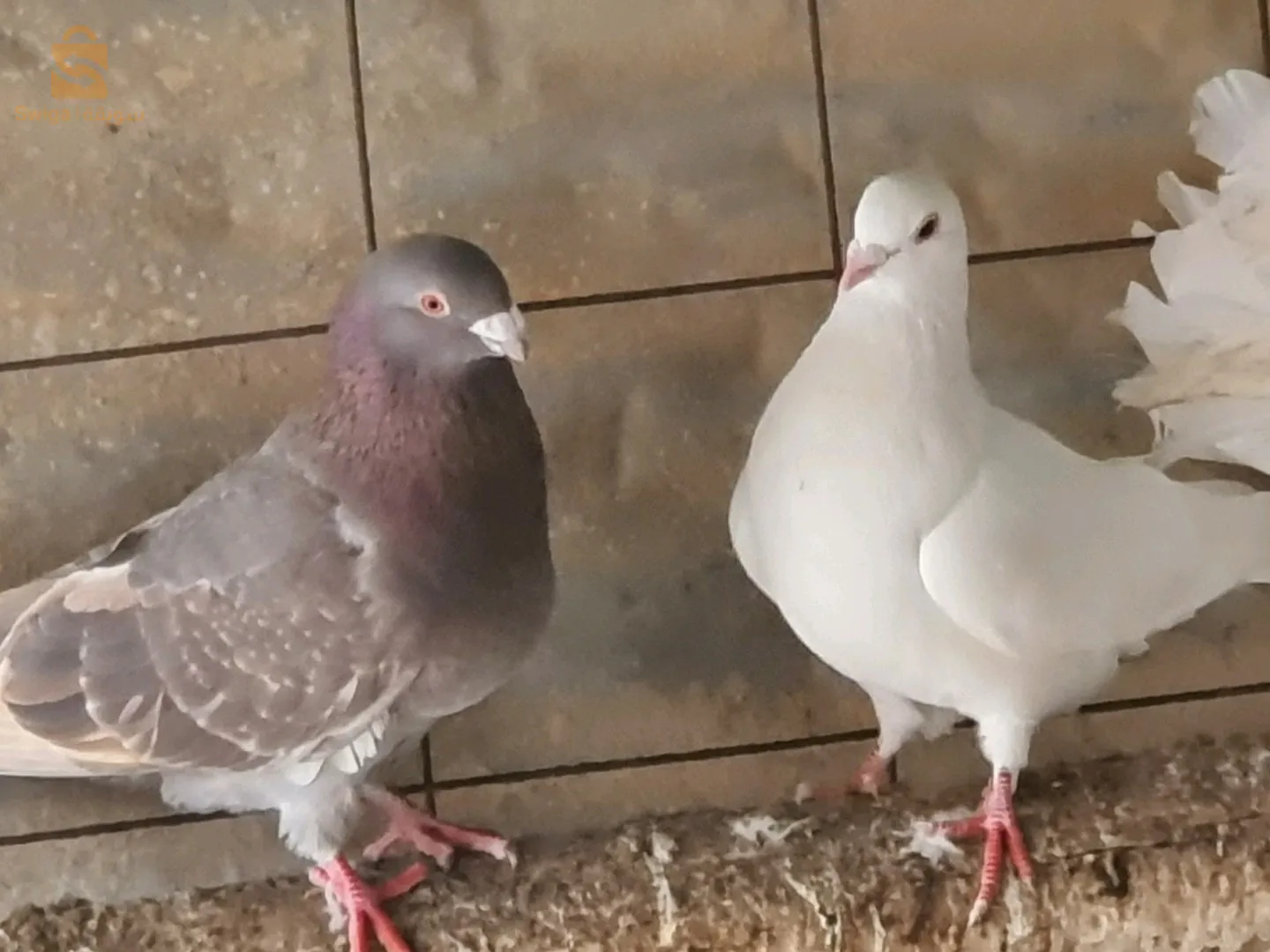 عين ولمان سطيف