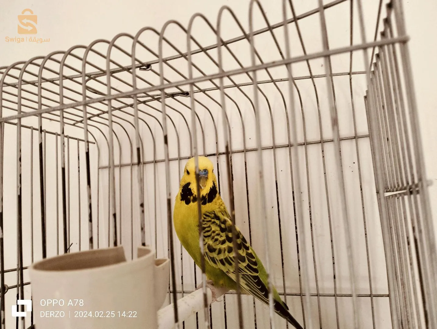 طيور البادجي والحب للبيع