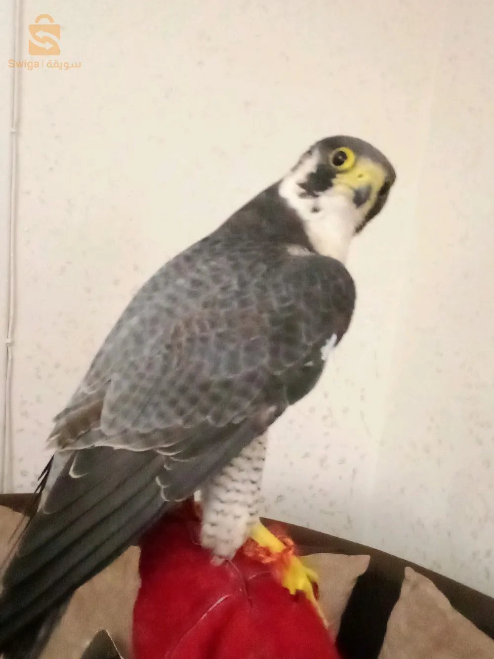 صقر شاهين بحري