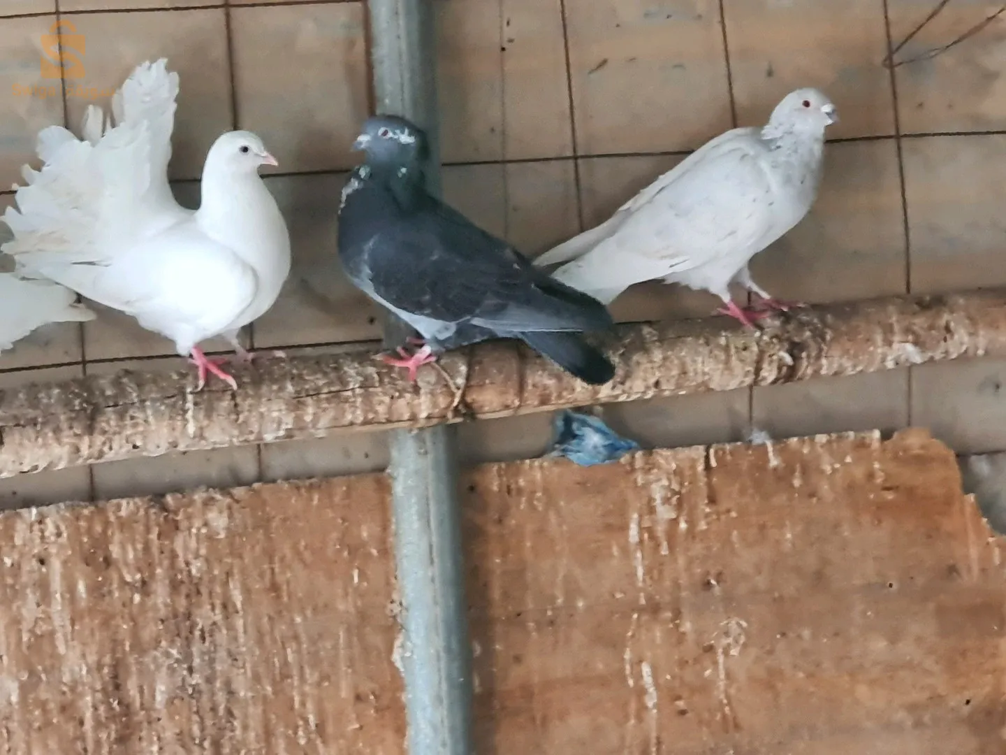 عين ولمان سطيف
