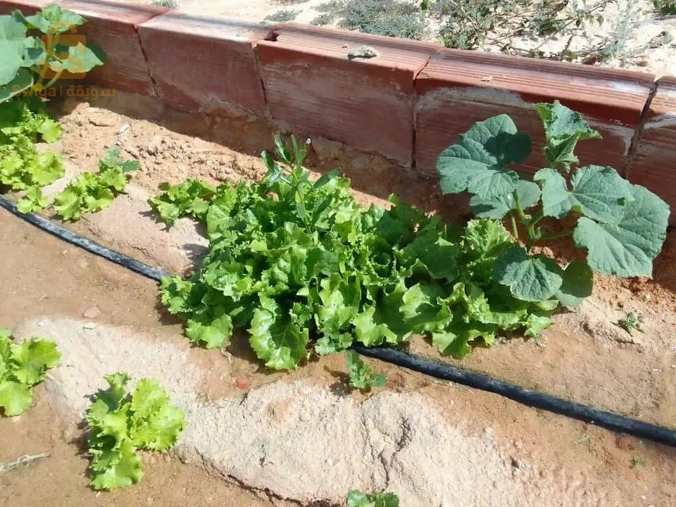 بيعمستثمرة للبيع في ورقلة ( 60 هكتار ) فيها : 
6000 نخلة + 5000 تينة + 5000 زيتونة + 5000 عنبة + 1000 رمانة + مساحات واسعة للقمح . 
- فيها مسمكة تلوح ما يقارب 10 طن شهريا . 
- الوثائق : دفتر عقاري .