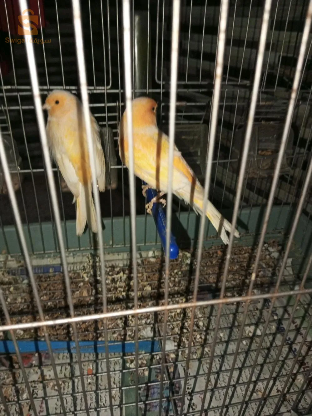 كناري للبيع