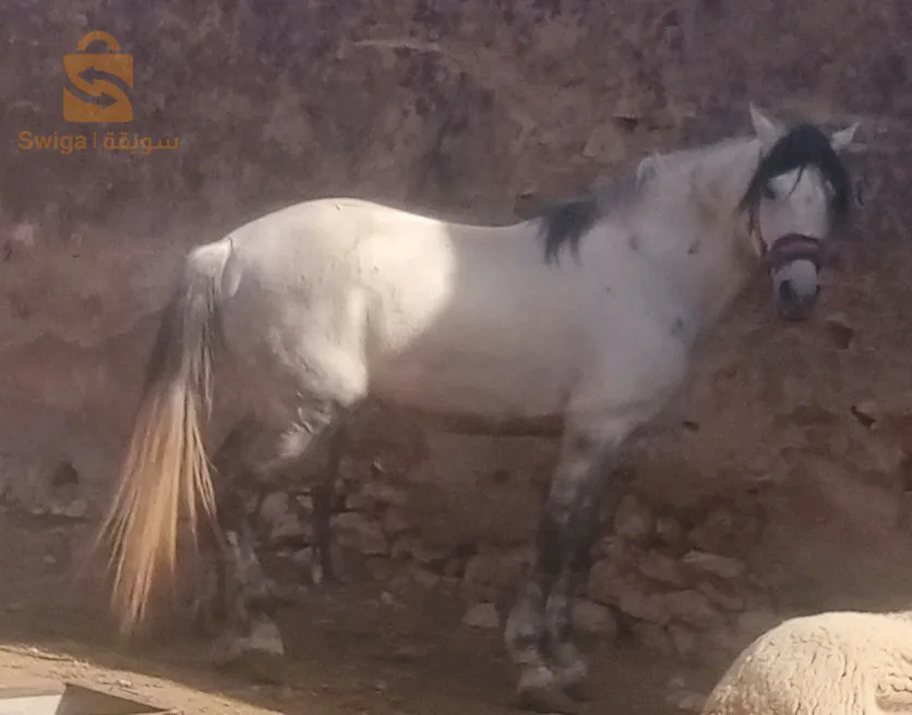 حصان فنتازية