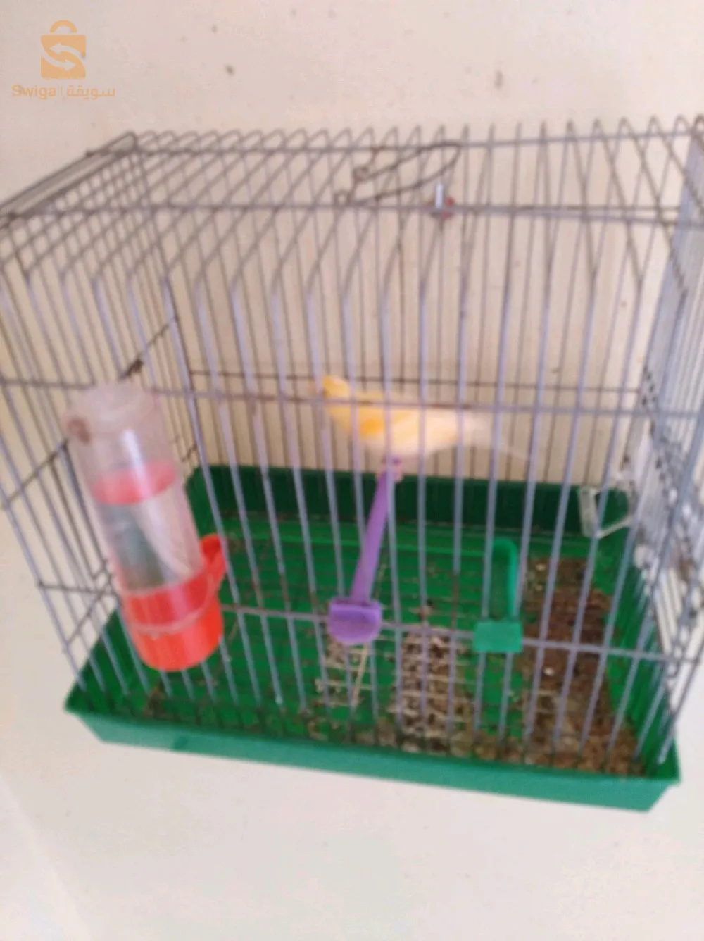 canari ordinaire wajedine heba