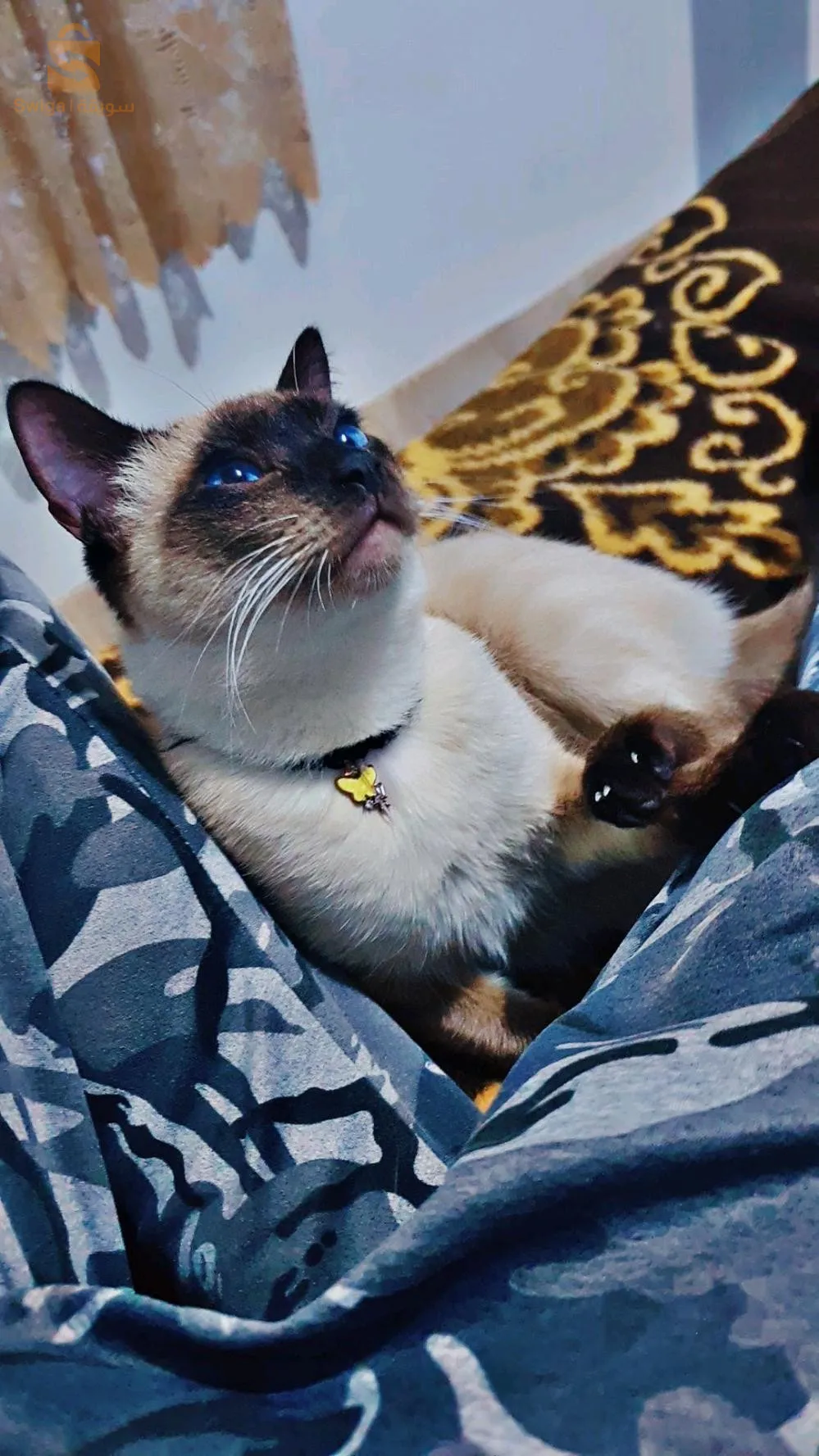 نبيع ولادها