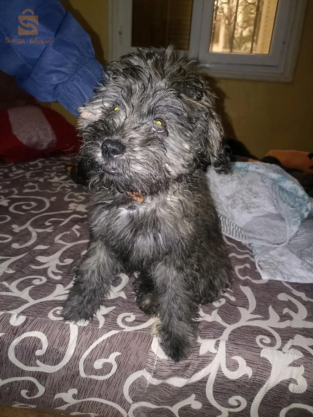 Sedi abdellah - zeralda