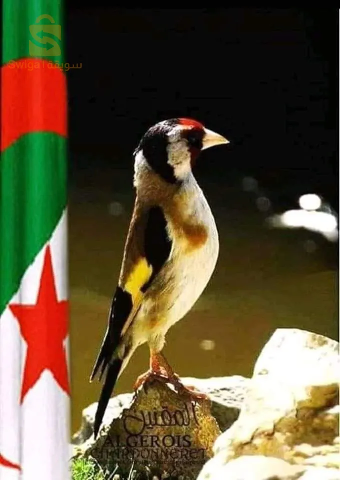 خصتني فمالة مقنين تكون واجدة تبوزي بسعر معقول