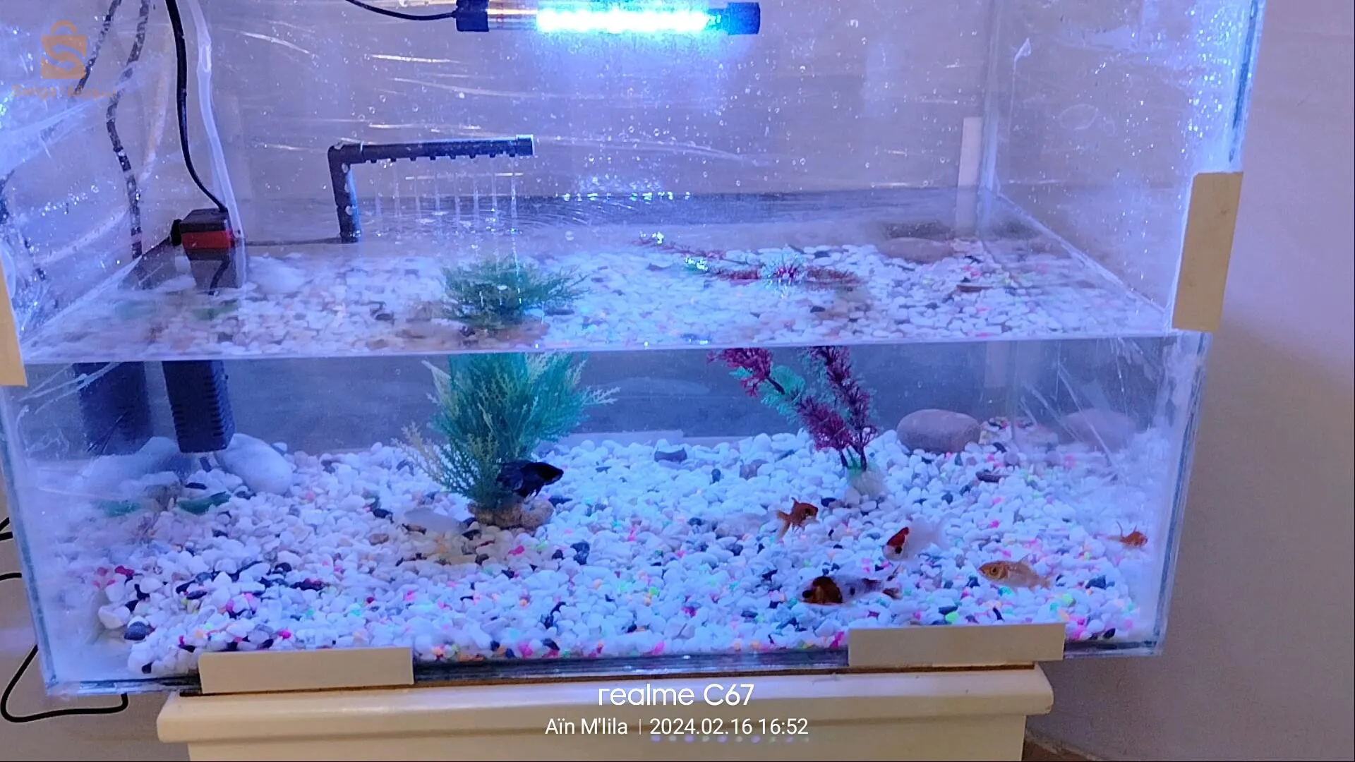 اكواريوم 55طول 34 عرض فيهاكلش