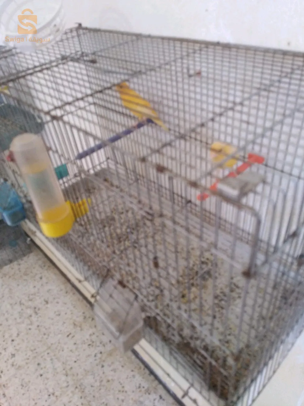 canari ordinaire wajedine heba