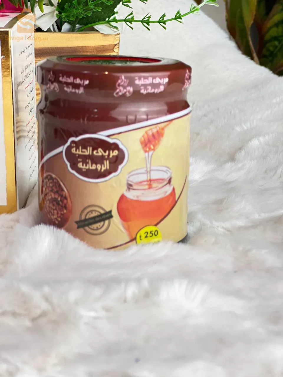 مربى الحلبة الرومانية