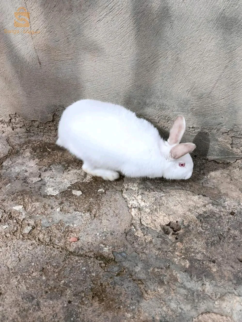 مرحبا بيكم خوتي