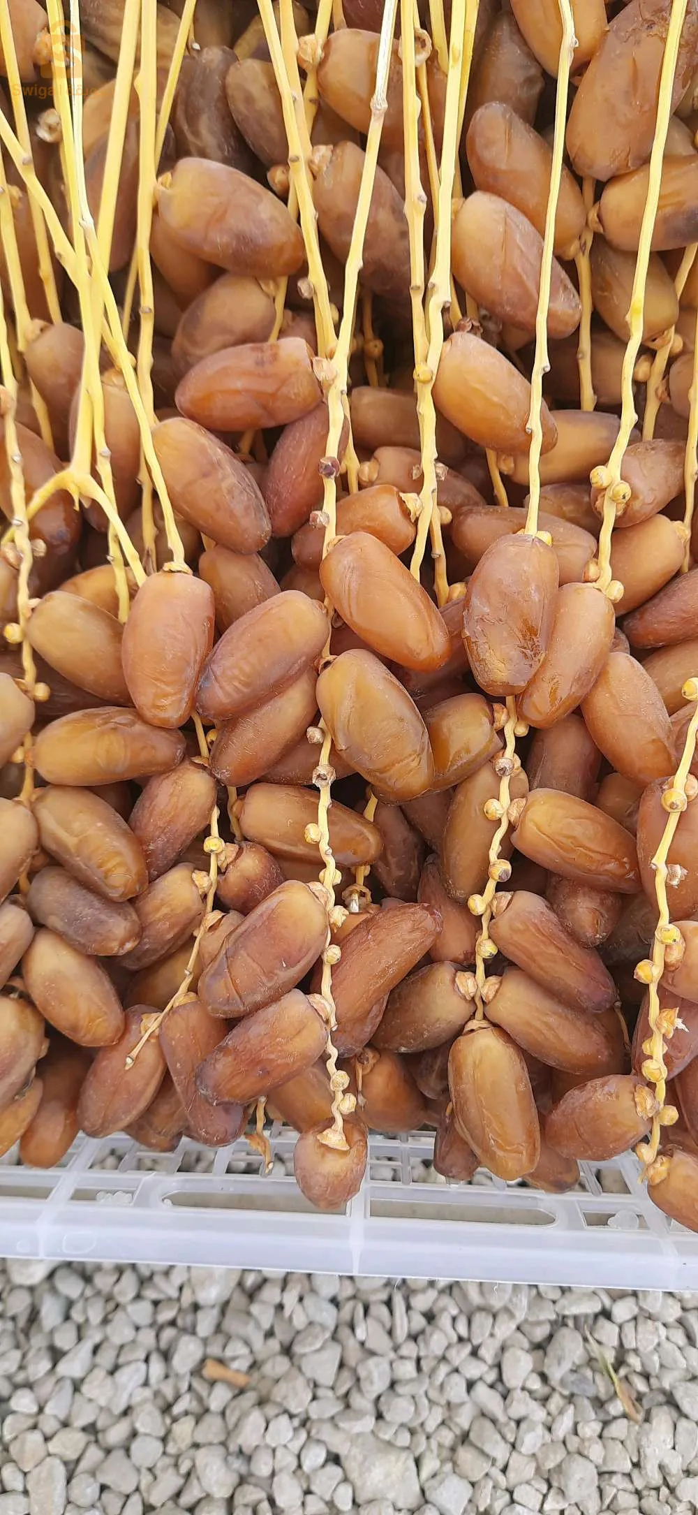تمور جديدة ذو جودة عالية