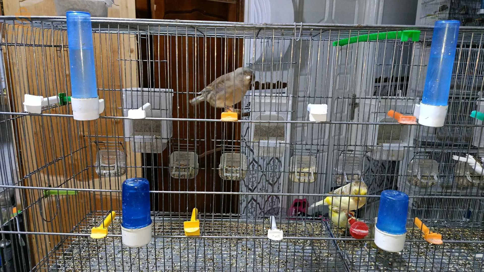 كناري ڨلوستار