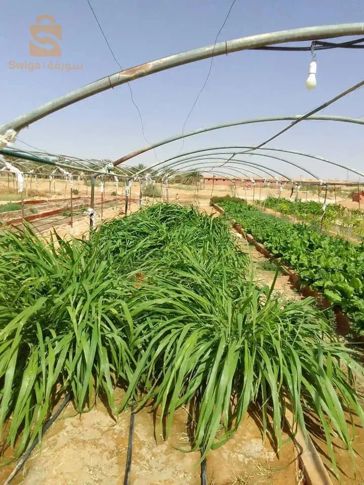 مستثمرة للبيع في ورقلة ( 60 هكتار ) فيها : 
6000 نخلة + 5000 تينة + 5000 زيتونة + 5000 عنبة + 1000 رمانة + مساحات واسعة للقمح . 
- فيها مسمكة تلوح ما يقارب 10 طن شهريا . 
- الوثائق : دفتر عقاري .