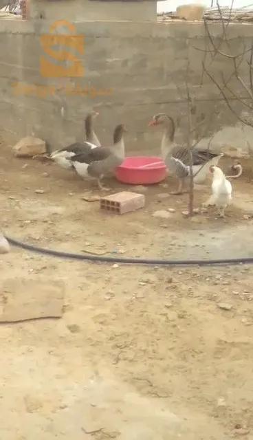 وز عربي