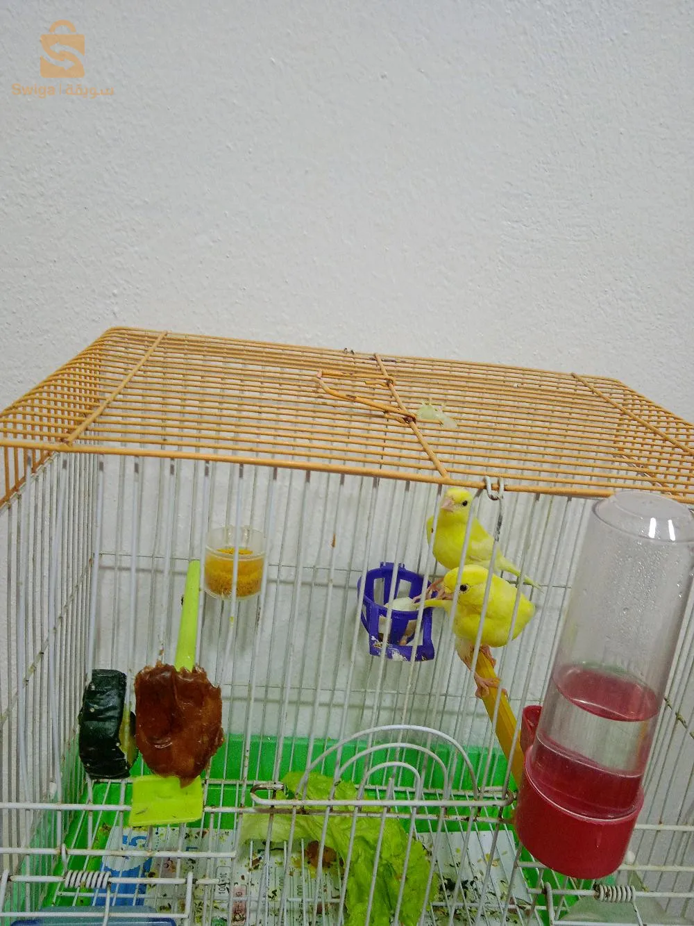 وادي الطاقة باتنة