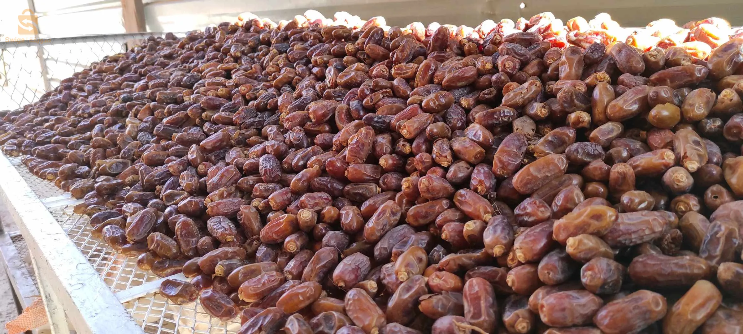 تمر الحميرة