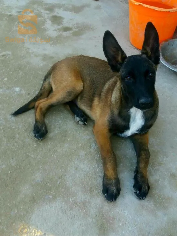 مالينوا فومالا