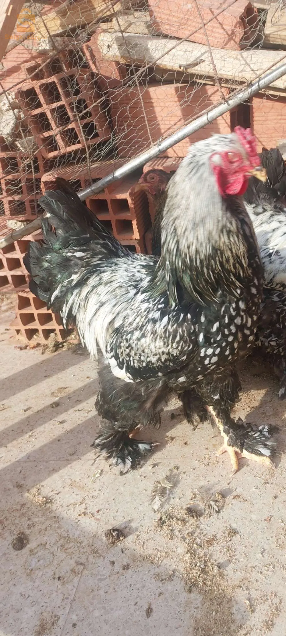 مال براهما سبرايت فضي